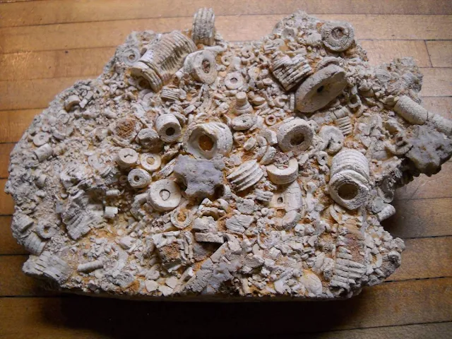 Crinoid fossils are often mistaken for ancient screws or bolts