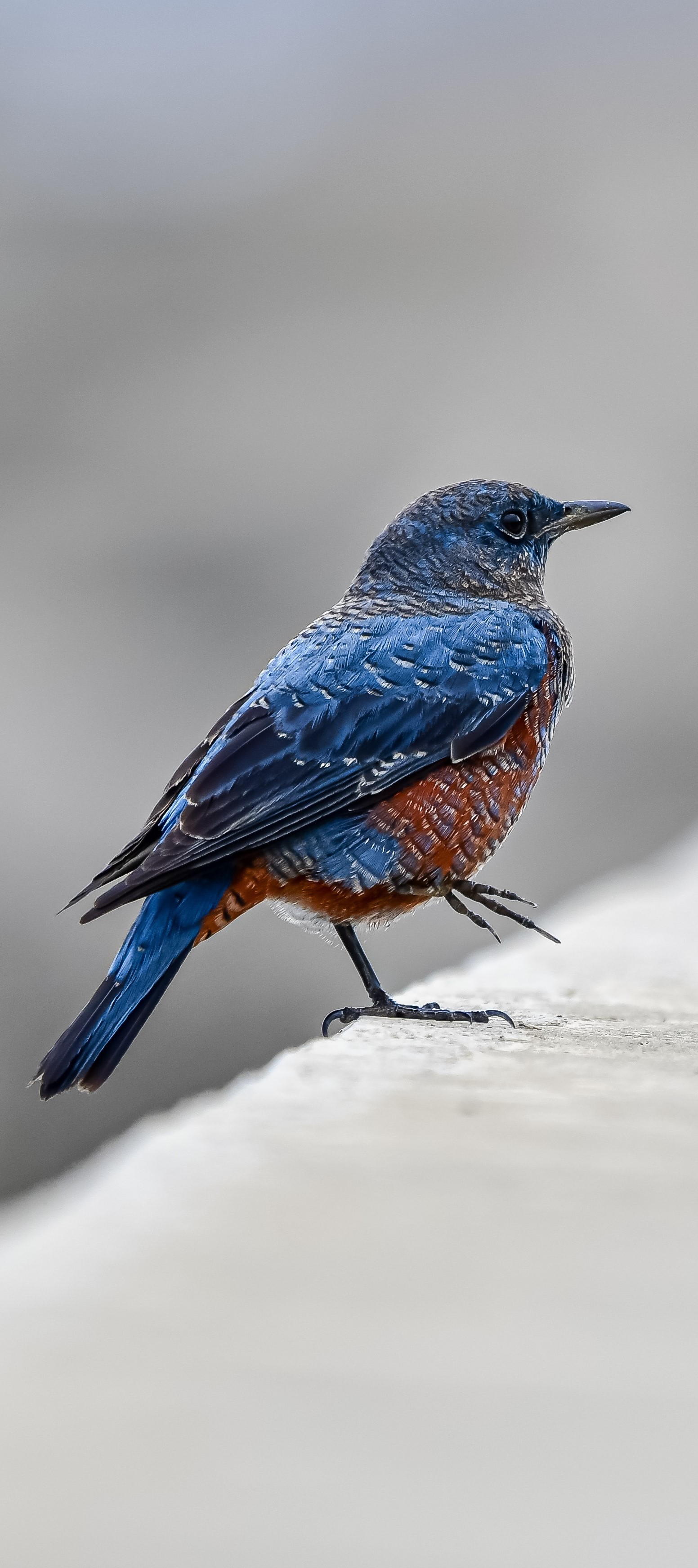 Beautiful blue rock thrush.