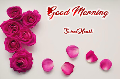 love rose good morning image