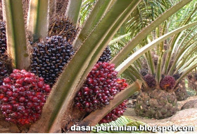 Cara Ampuh Meningkatkan Produksi Buah Sawit Semoga Hasil Panen Meningkat