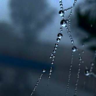 Dew _web_nature