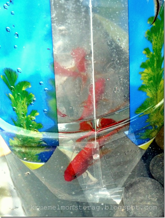 Frischer Fisch im Teich (4)