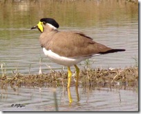 054 Yellow wattled Lapwing ( Parsan Titodi )