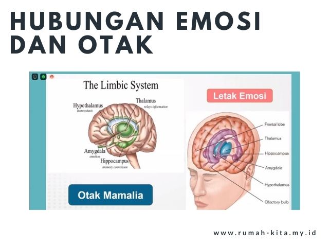 hubungan emosi dan otak