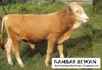 gambar sapi perah