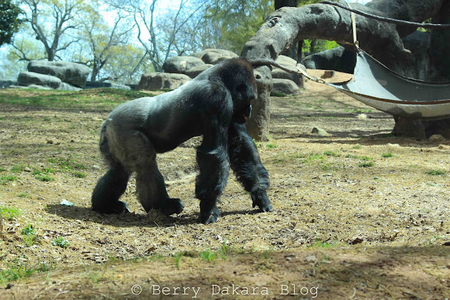 berry dakara, atlanta, zoo, zoo atlanta, travel atlanta, discover georgia, atlanta tourist, gorilla