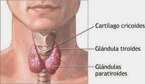 Tiroiditis Sintomas y tratamientos