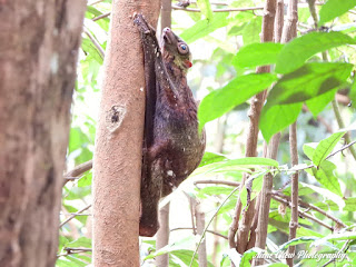 Malayan Colugo at Bukit Batok Nature Park