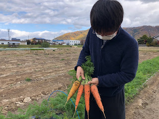 【20191117】ニンジンの試し掘り