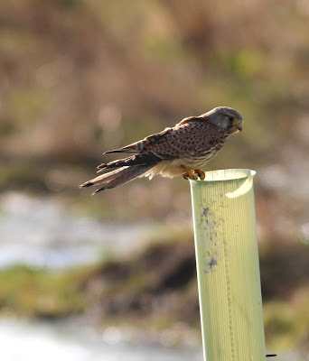 Common Kestrel perched on sapling protector, Bubwith Ings, near Selby, uk