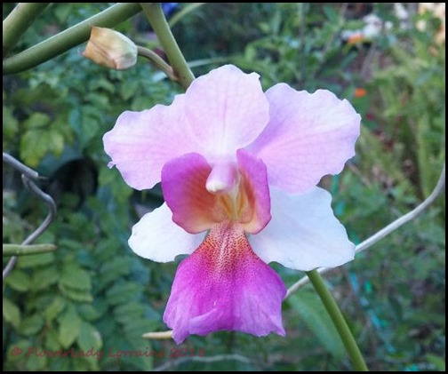 03-06-vanda