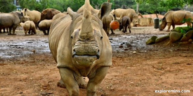 Delhi, Zoo.