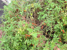 wild cherry tomato plants
