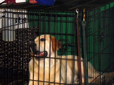 A large yellow lab in a crate looking at the camera smiling
