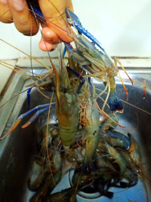 Menu Tengahari Sambal Tumis Udang Galah Dengan Ikan Kerisi 