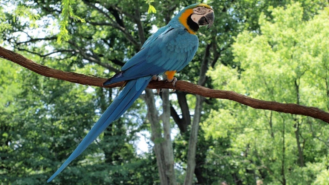 Parrot on Tree HD Wallpaper