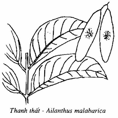 HÌNH VẼ THANH THẤT - Ailanthus malabarica - Nguyên liệu làm Thuốc Bổ, Thuốc Bồi Dưỡng