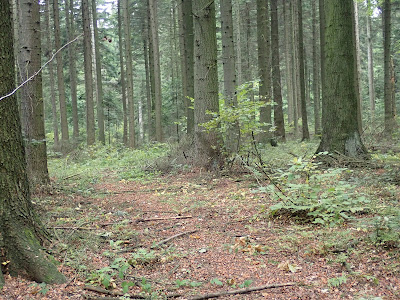 grzyby 2018, grzyby w październiku, grzyby w okolicach Krakowa, siedzuń sosnowy, maślak żółty, borowiki