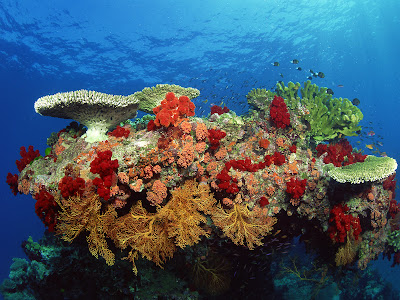Coral reefs pictures ,underwater wallpaper hi res,wide 1600x1200