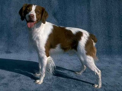 target dog breed name. britney dog breeds names dog