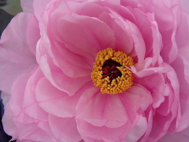 燕趙園の牡丹の花