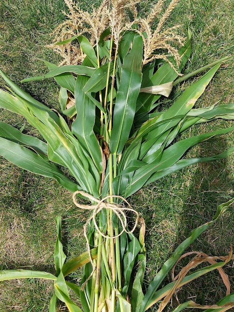 Tie corn stalks with twine in groups of 4-8 depending on their size.