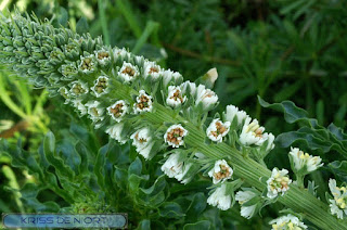 Réséda blanc - Mignonnette blanche - Reseda alba