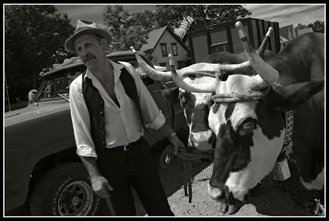 Nova Scotia; Portrait; Mahone Bay; Oxen