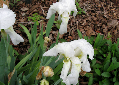 Annieinaustin,white iris in rain