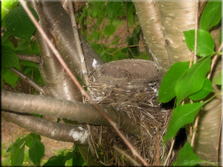 robin's nest