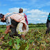 Programa de Aração de Terras da Prefeitura garante colheita farta aos agricultores ipubienses