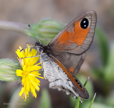 Tiny Butterfly with a Zoom Lens - Woodbridge Island 03