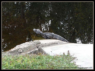 small gator sunning himeself in our vacation home resort