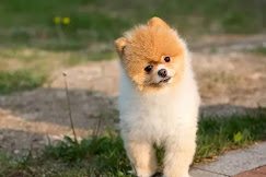 A good lineage orange Pomeranian pup standing on a lawn with a tilted face