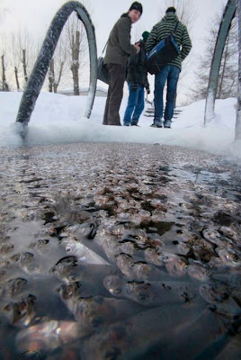 Fish suffocating in pond