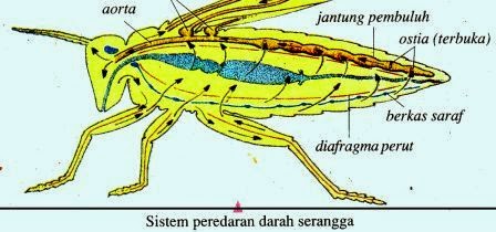  Sistem  Peredaran  Darah  pada Hewan  Definisi Pengertian 