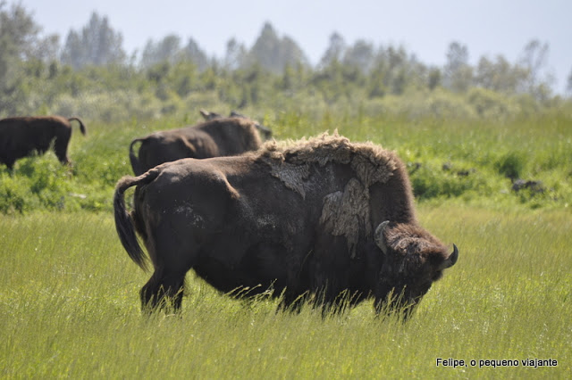 Alaska Wildlife Conservation Center