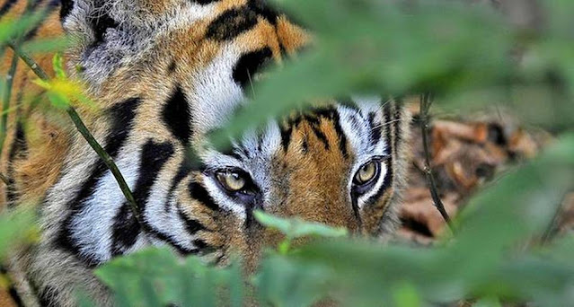 Failure in tiger conservation in India