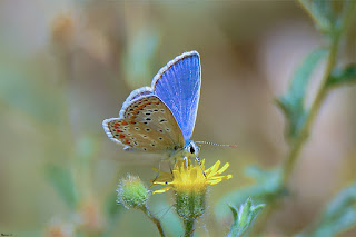 mariposa-celina-polyommatus-celina-macho-