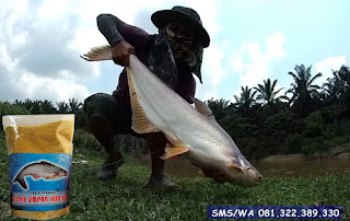 Umpan Ikan Patin Khusus Di Sungai