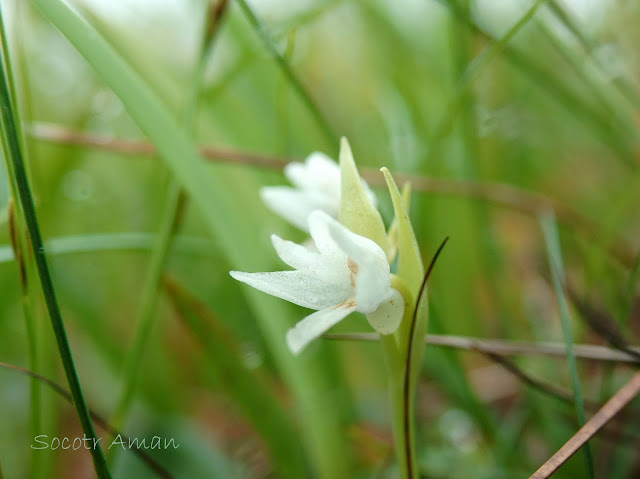 Orchis fauriei