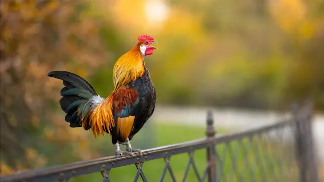 Kenapa Ayam Jago Berkokok Di Pagi Hari?
