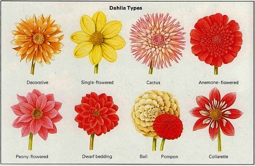 types of flowers r Dahlia Flower Types | 500 x 327