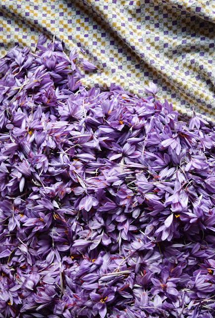 Why Saffron is the Most Expensive Spice & What does it Taste? Healthbiztips