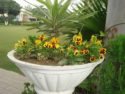 Pansy Flowers