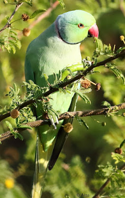 Rose-ringed Parakeet - resident