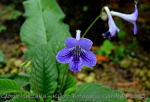 Glória Ishizaka -   Kyoto Botanical Garden 2012 - Streptocarpus Lindl.