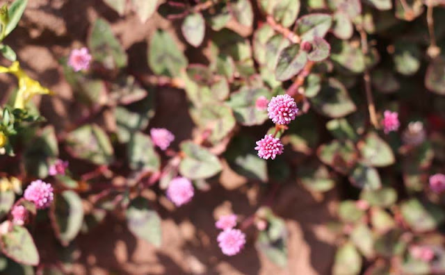 Persicaria Capitata Flowers Pictures