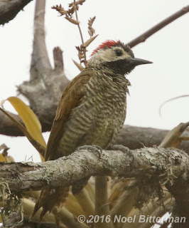 Golden-olive Woodpecker