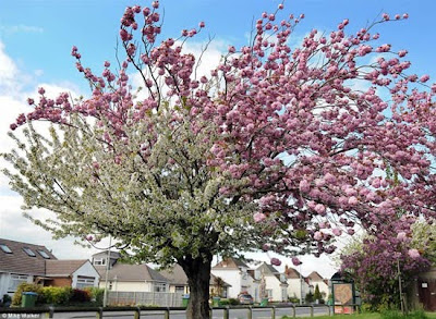 Cherry Tree with Differently Colored Blossoms